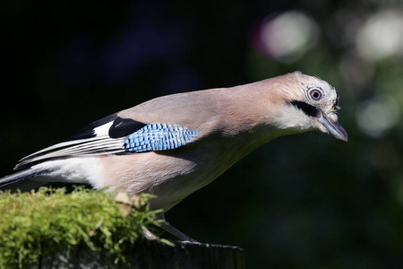 美丽的杰伊鸟户外, Garrulus glandarius