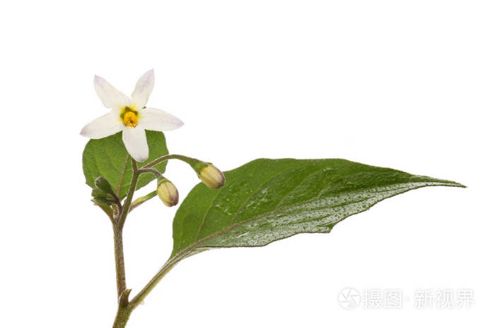 黑颠茄 胡椒 花叶查出的白色照片 正版商用图片0642t7 摄图新视界