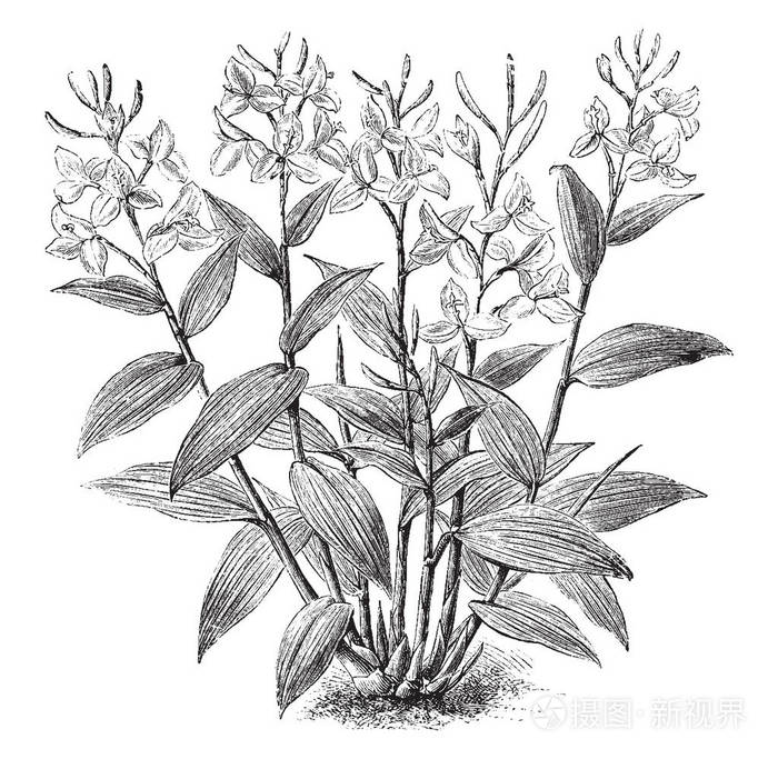 花有橙红色的颜色和三花瓣, 复古线条画或雕刻插图