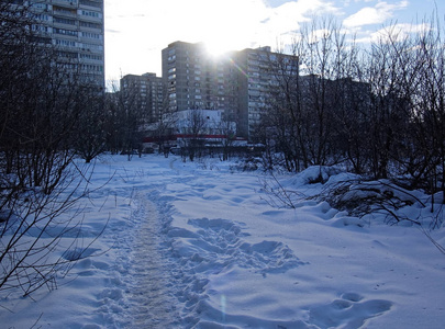 冬季公园雪地上的树荫