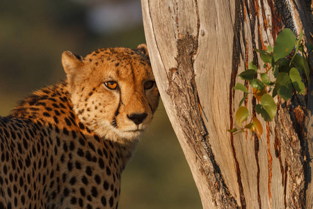 在日落的奥卡万戈三角洲, 博茨瓦纳的猎豹旁边的树
