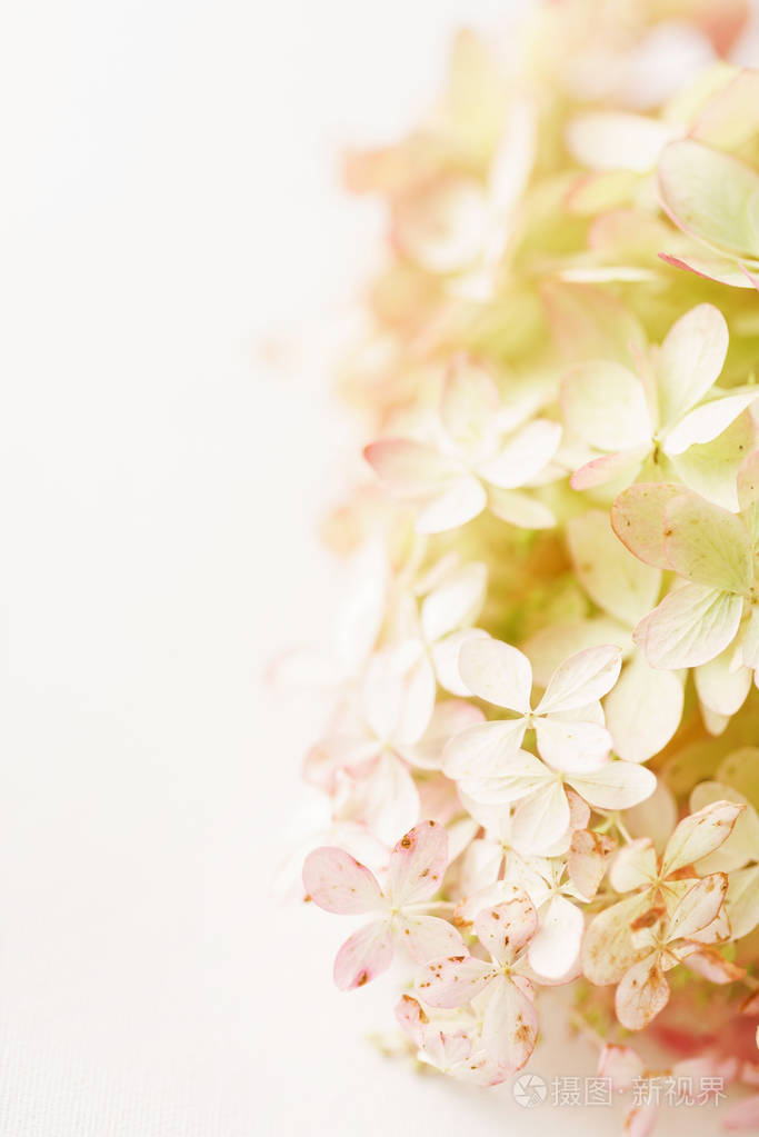 白色背景绣球花