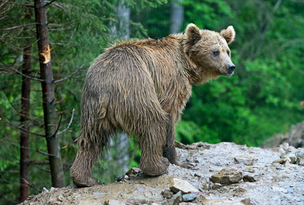 棕熊在喀尔巴阡