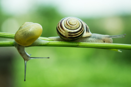 常见庭园蜗牛爬上绿色茎的植物