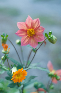 在城市的花朵。花床和花园里的花朵