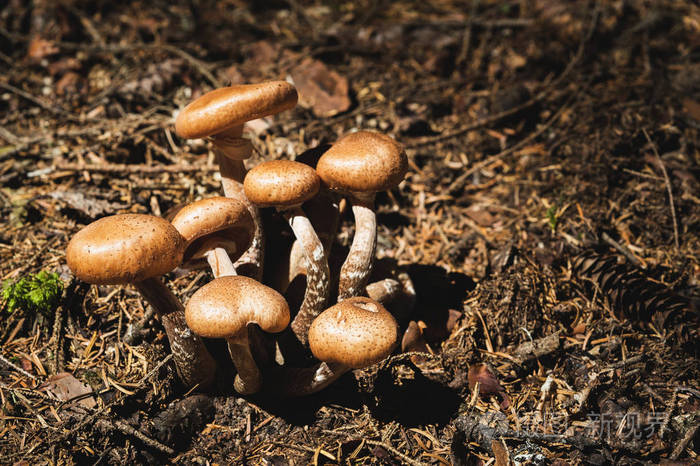 在针叶林中伞蜂蜜的食用蘑菇.自然环境中的蘑菇群