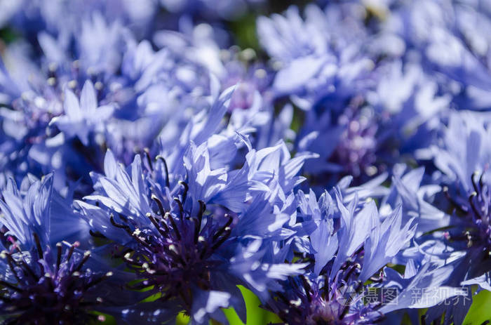 蓝色矢车菊花束特写在抽象背景与地方的文本