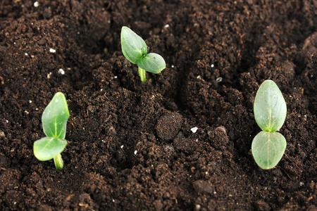 茁壮成长芽苗图片