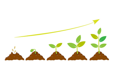 杨桃树苗图种植种子在地里发芽.信息序列生长树苗.苗木园艺树.