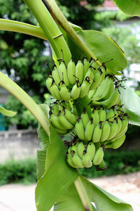 香蕉树的树枝上挂着的绿香蕉