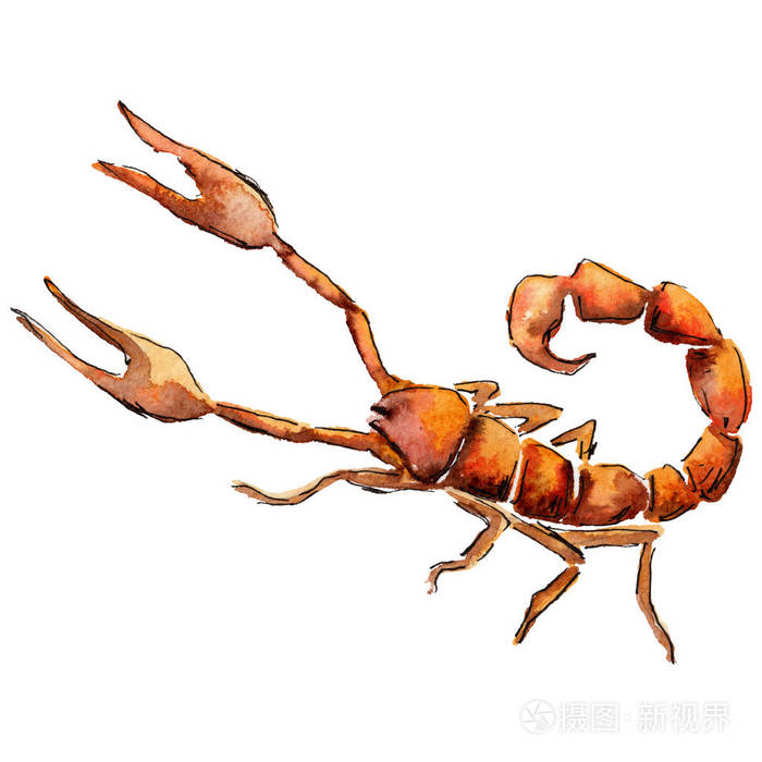 异国情调的蝎子野生昆虫在水彩风格孤立