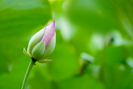 莲花 荷花