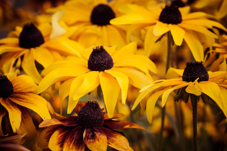 明亮的黄色黑心或黑眼苏珊花园里的花