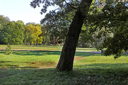 乌克兰 Bila Tserkva 秋季公园 Oleksandriya 的老橡树