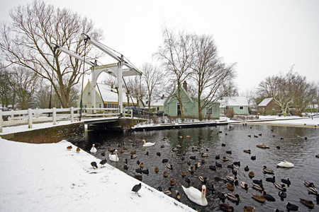 鸟类和鹅从荷兰的冬天在农村