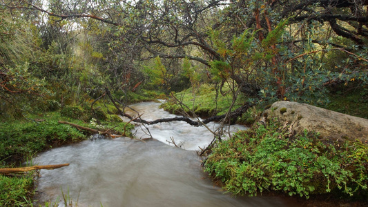 在 Polylepis 森林位于生态保护区 Los Ilinizas 的摩尔人的小河。厄瓜多尔