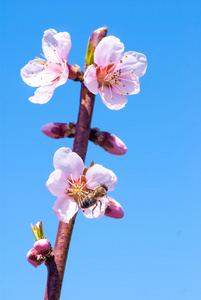 在春天的桃花。蜜蜂收集蜂蜜上一朵花