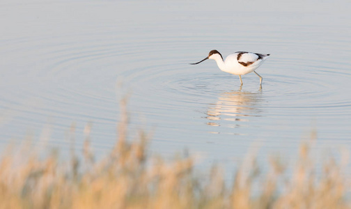 在Makgadikga湖中的一个湖中的pieedavocetrecvirostraavosetta