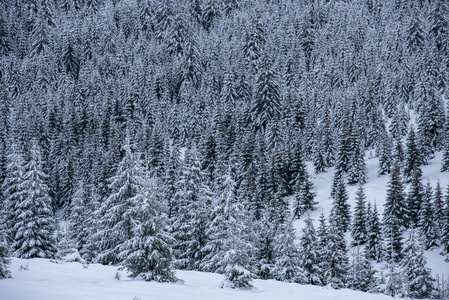 圣诞背景, 冬季风景雪覆盖森林