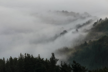 雾在山毛榉森林在 Aramaio, Alava