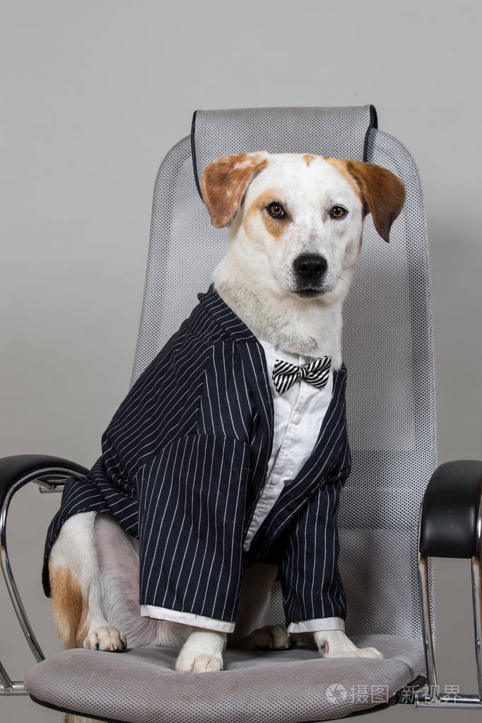 迷人的短发棕色和白色的狗坐在婚礼套房的大椅子上孤立的浅灰色背景