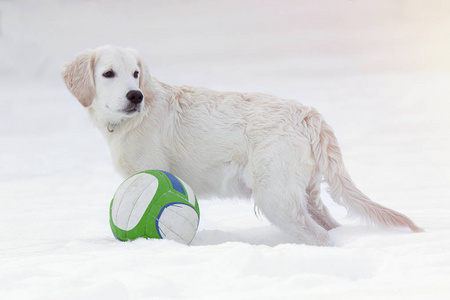 一只金色的猎犬在雪地里的小狗