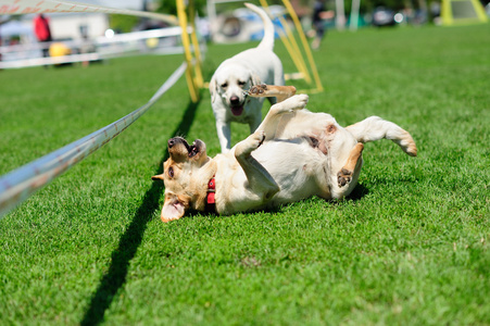 playfull 在绿色草地上的狗