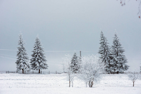 冬季景观与雪覆盖松树和冷杉树。圣诞理念