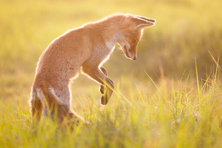 狐狸站在两条后腿照片