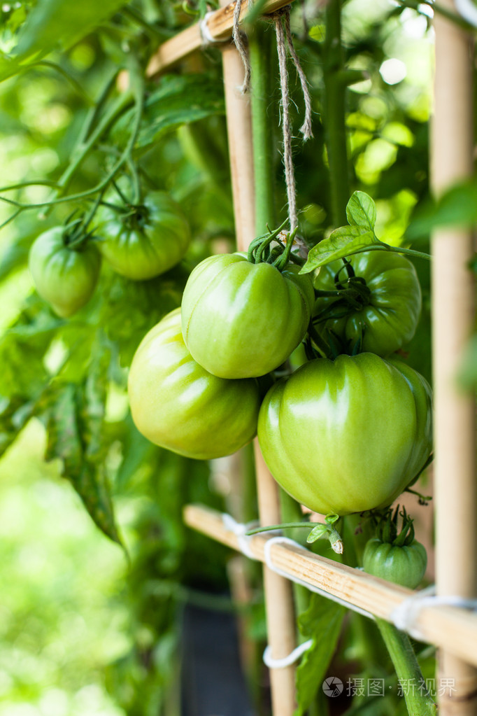 绿色番茄花园的