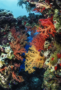 苏丹红海U.W.. 热带鱼软珊瑚