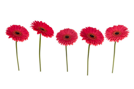 五粉红色 gerberas