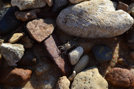 小螃蟹爬行在海滩的浅滩岩石