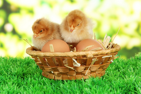 小鸡与鸡蛋在草地上明亮的背景上的柳条篮