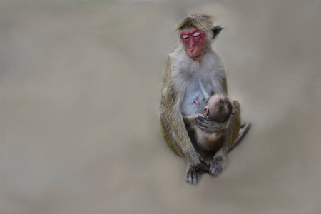 母猴图片