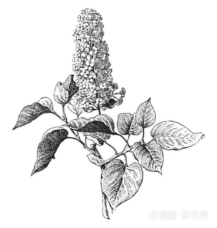 丁香也被称为丁香丁香是橄榄家族开花植物复古线条画或雕刻插图