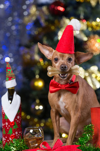 一个聪明的黄色狗在木板上, 有一个红色的蝴蝶结, 等待圣诞节, 在牙齿的骨头