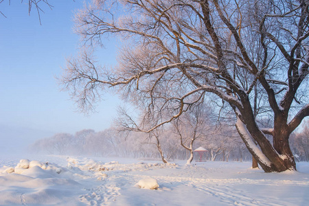 冬季景观。霜覆盖的雪树。早晨的冬天