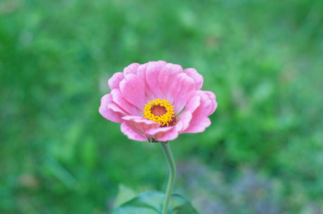 在城市的花朵。花床和花园里的花朵