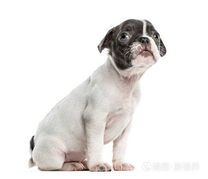 波士顿梗犬狗狗坐上白色孤立