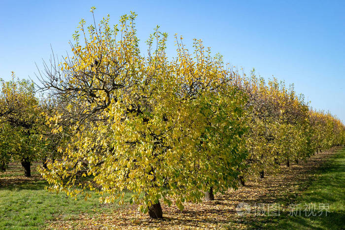 果园里的果树落叶在树上的农场秋季季节
