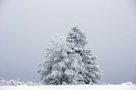 童话冬天风景与雪盖的圣诞树