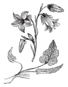 紫色风铃图片-紫色风铃素材-紫色风铃插画-摄图新视界