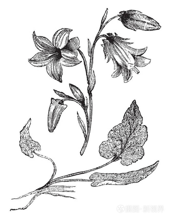 风铃sarmatica是一种开花植物它有柔软的薰衣草丁香紫色到灰蓝色钟形