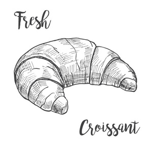 孤立在白色背景上的新鲜牛角包.矢量图的素描样式照片