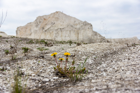 灰坑俄罗斯天后石灰坑(石灰石职业)照片
