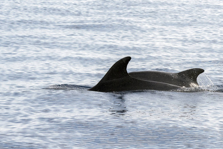 Dolphin medan hoppa i det djupa bl havet