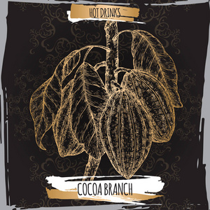 可可树又名可可可可树枝素描, 叶子和豆子在黑色。热饮系列