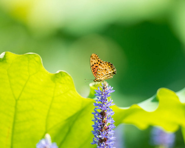 黄河蝴蝶落户莲花池 pickerelweed 花