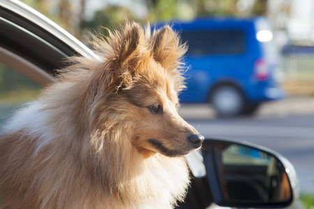 兰群岛牧羊犬从车窗里看